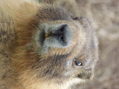Image of Marmot
