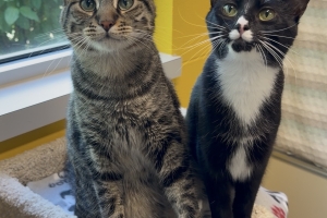 Gale & Raine, Domestic Short Hairs, Brown Tabby and Tuxedo, Neutered Male and Spayed Female, Approx. 1.5 years old