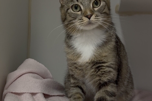 Po, Domestic Short Hair, Brown Tabby w/ White, Spayed Female, Approx. 1.5 years