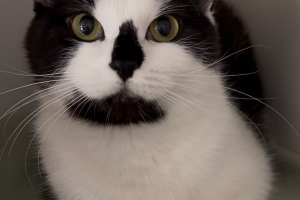 Shifu, Domestic Short Hair, Tuxedo, Spayed Female, Approx. 1 year and 2 months