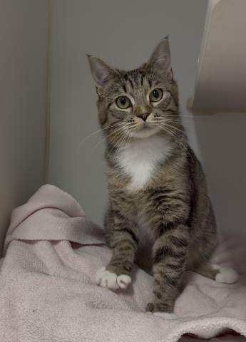 Po, Domestic Short Hair, Brown Tabby w/ White, Spayed Female, Approx. 1.5 years